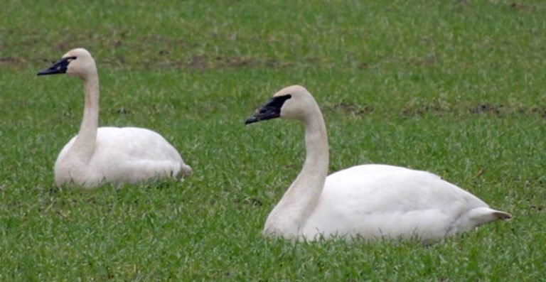 Two swans are sitting in the grass.
