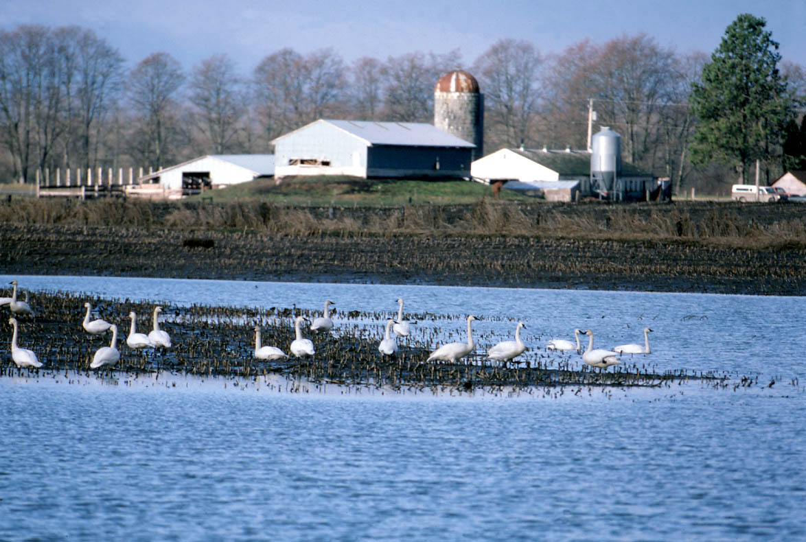 A flock of birds flying over water near a farm.