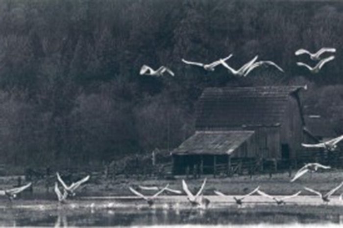 A flock of birds flying over water near a house.