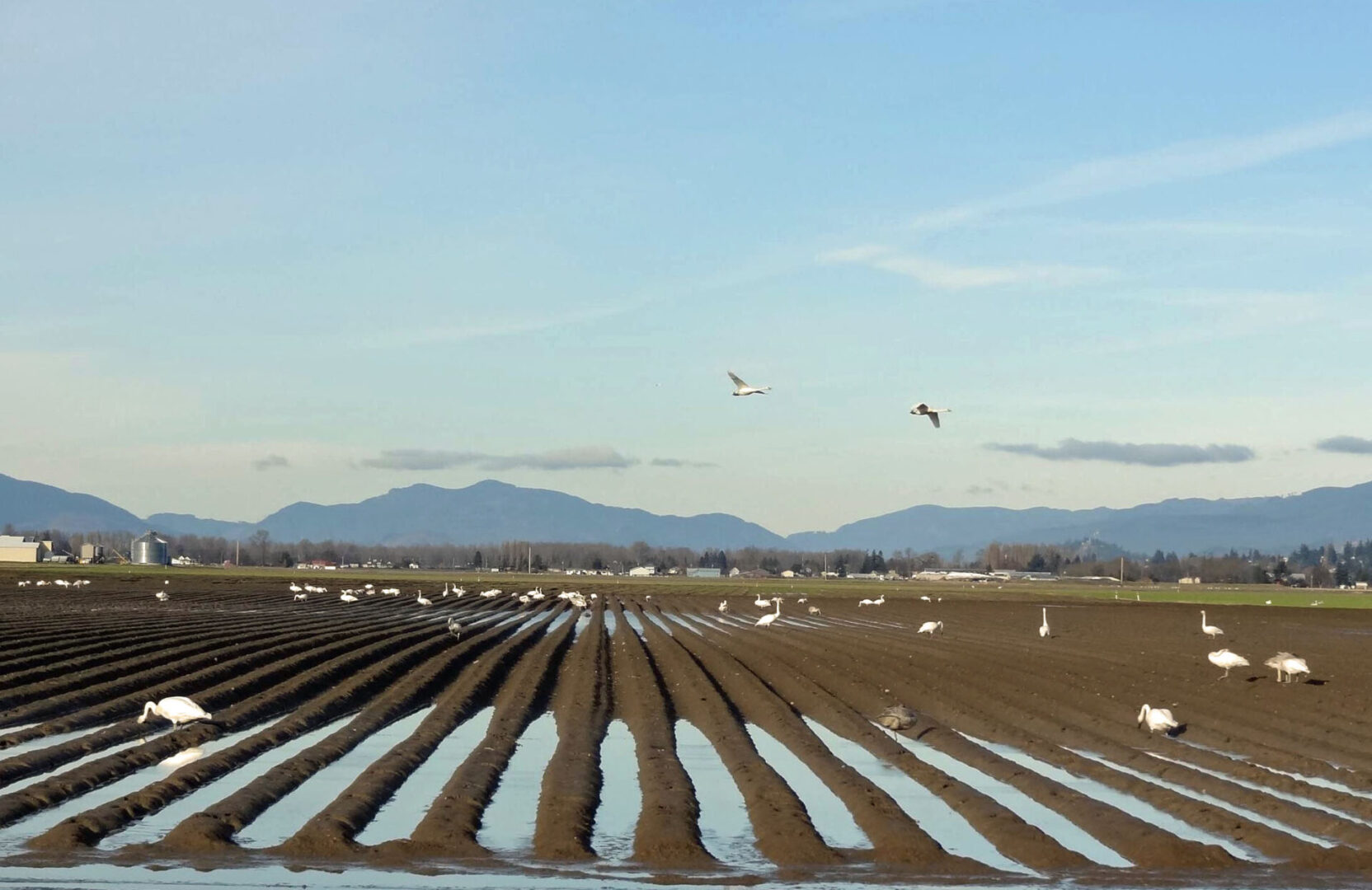 A field with rows of crops in the middle.