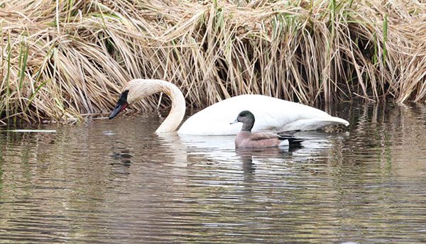 Two swans swimming in a body of water