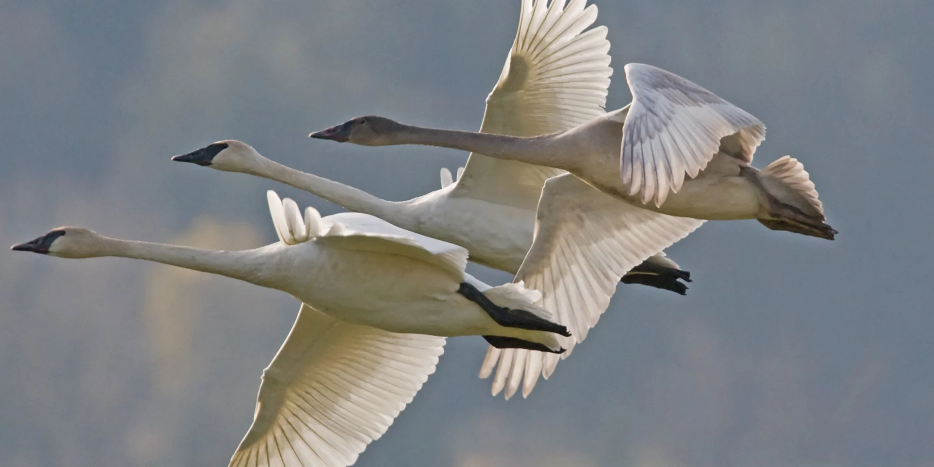 A flock of swans flying in the sky.