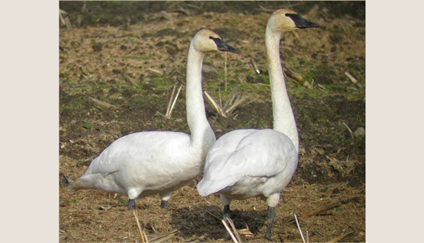 Two swans standing in a field with grass