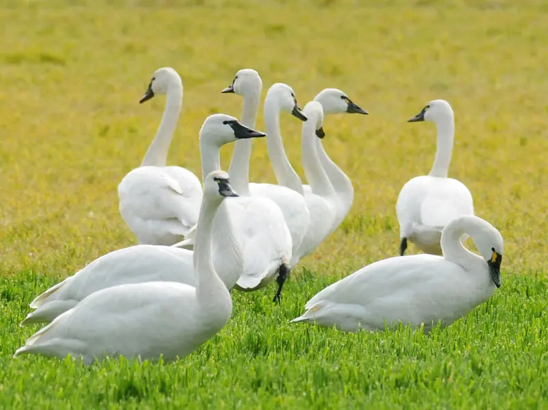 A flock of swans are standing in the grass.