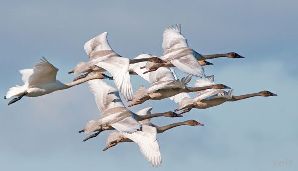 A flock of birds flying in the sky.