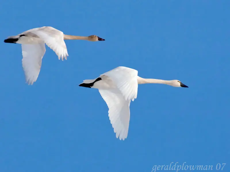 Two swans flying in the sky with one swan flying away.