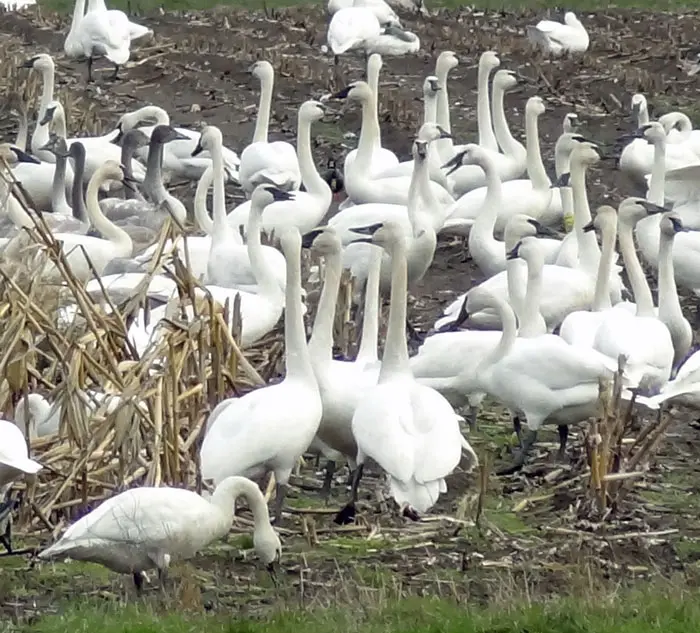 A flock of white geese standing on top of a grass covered field.