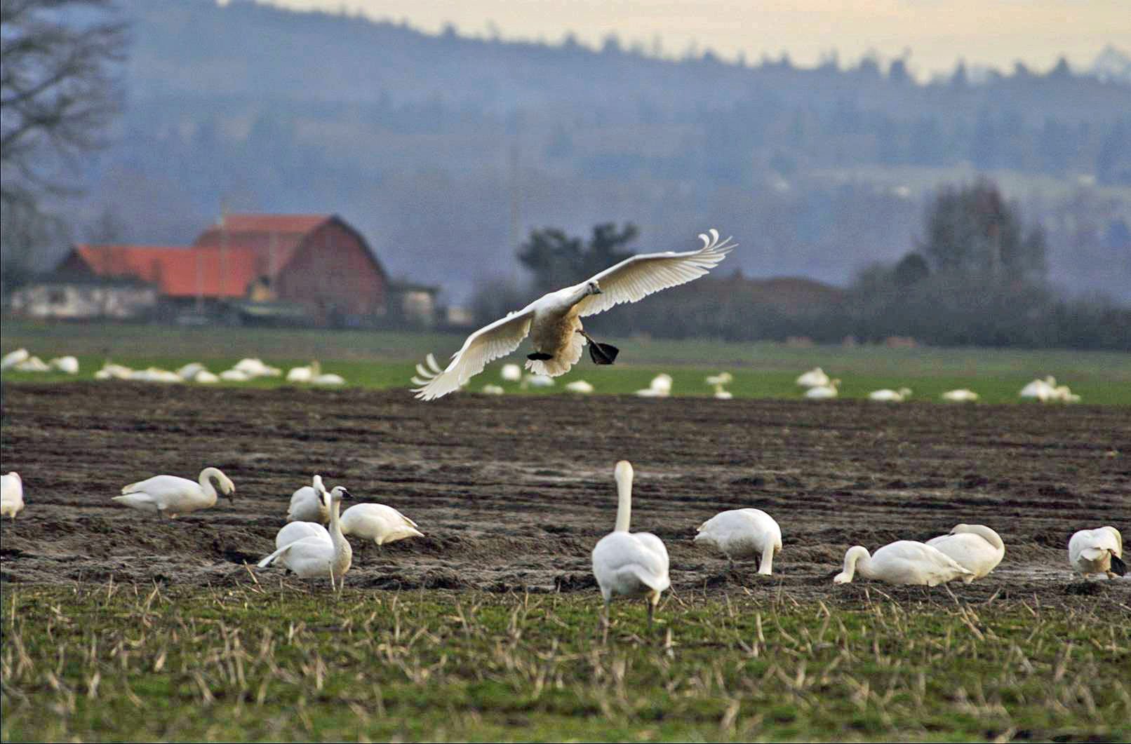 A flock of swans are in the middle of an open field.