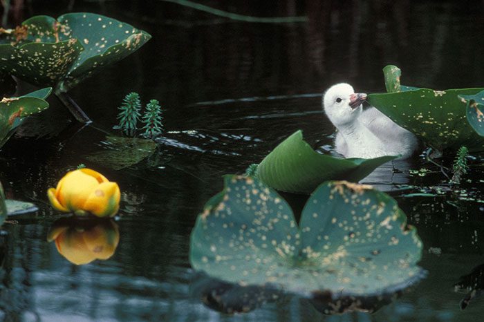 A duck sitting on top of a leaf in the water.