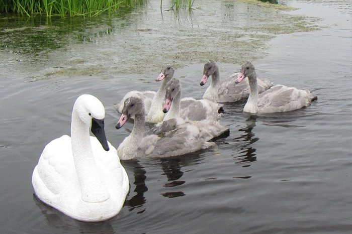 A swan and her babies swimming in the water.