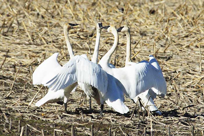 A flock of white birds standing on top of dry grass.