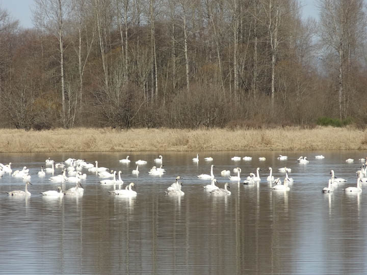 A flock of birds swimming in the water.