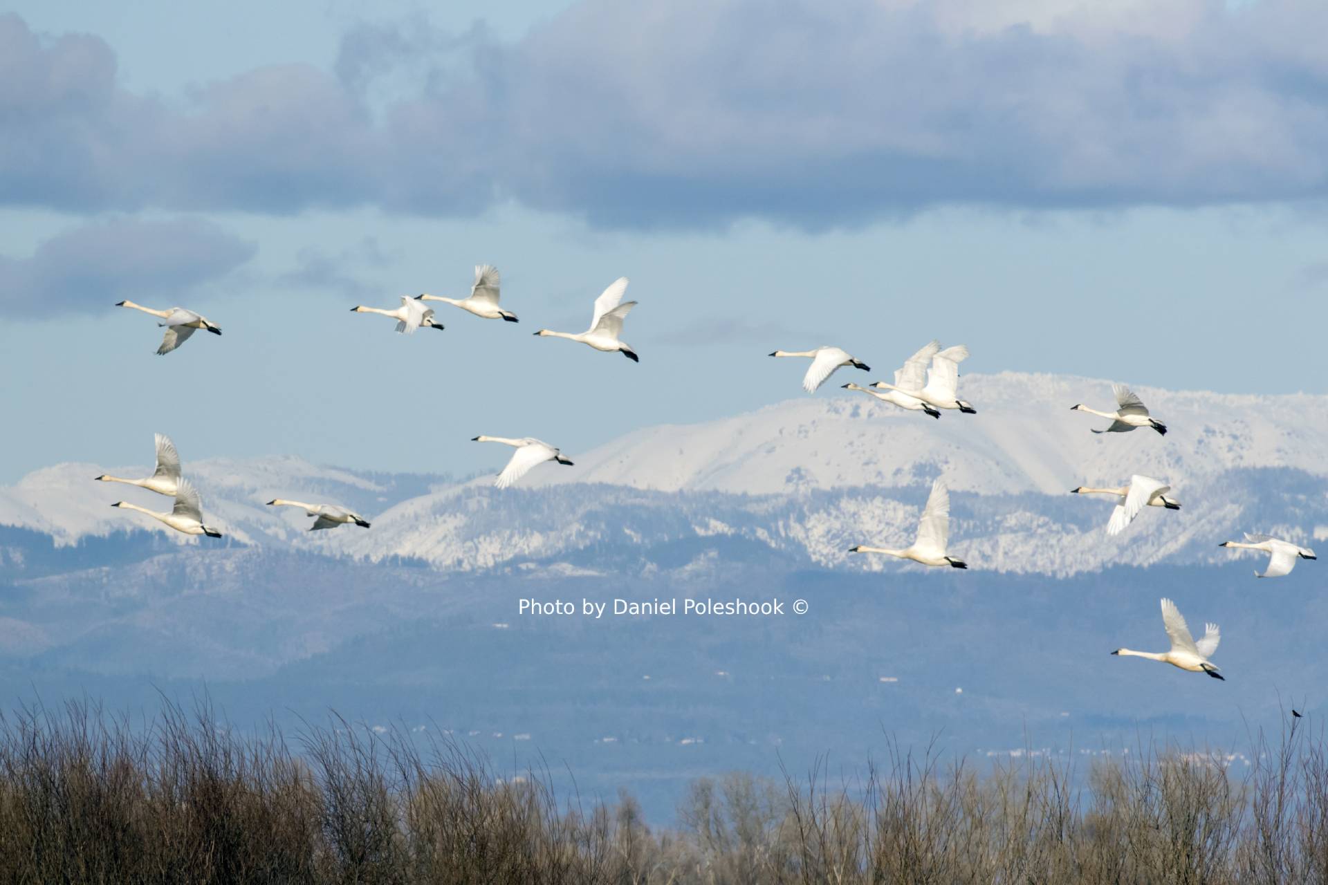 A flock of birds flying over the mountains.