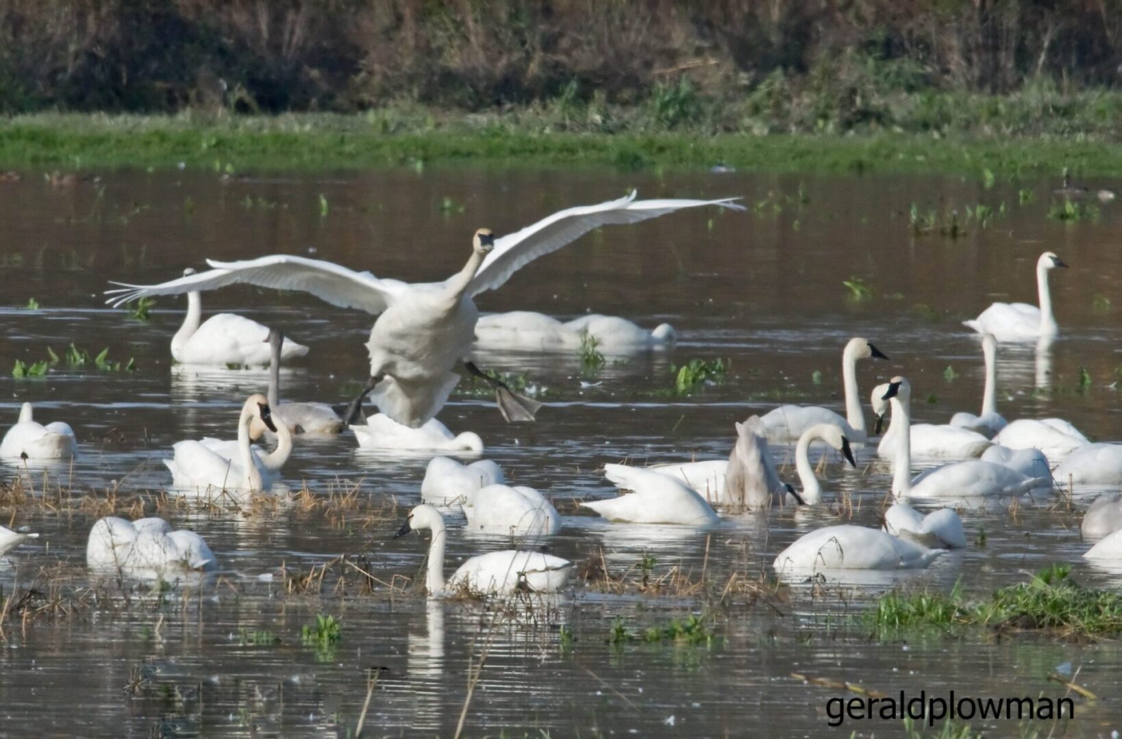 A flock of swans floating on top of water.