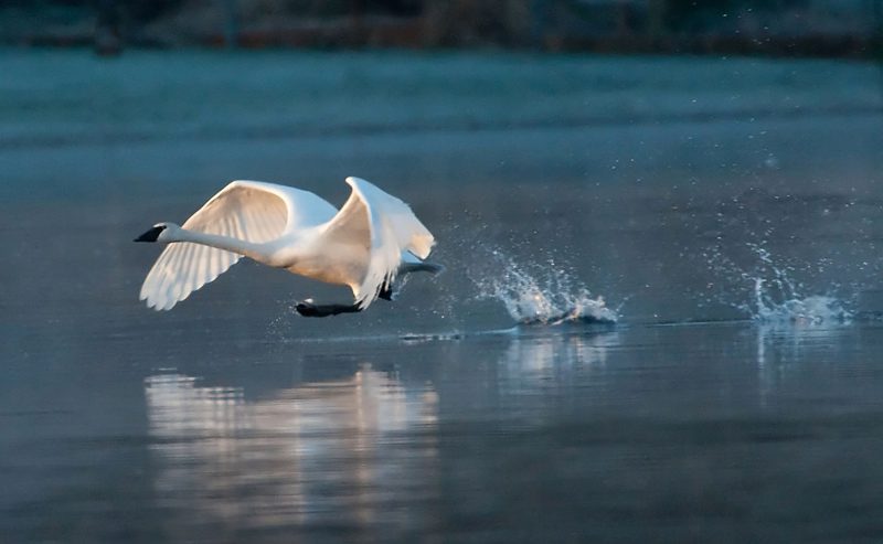 A bird flying over water with its wings spread.