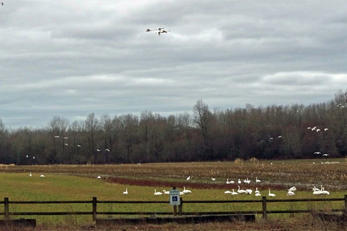 A person standing on the side of a fence looking at birds flying in the sky.