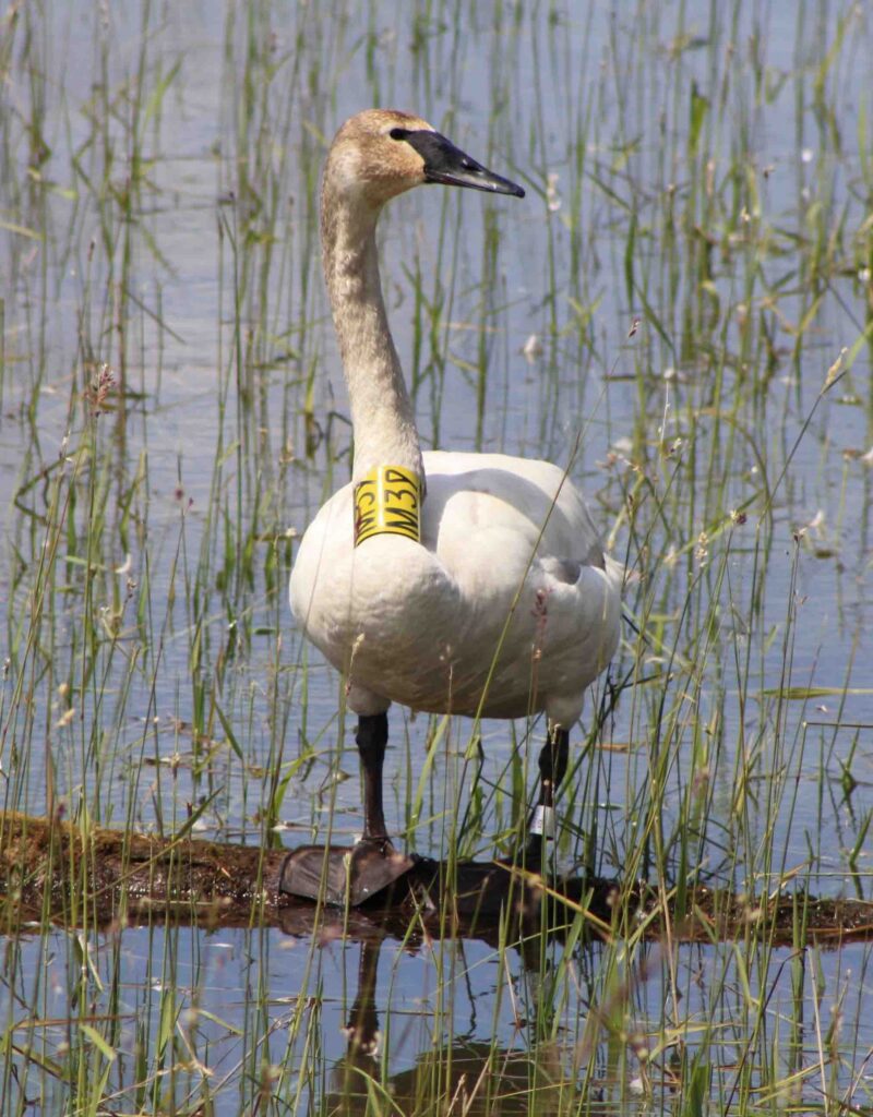 A swan with a tag on its neck in the water.