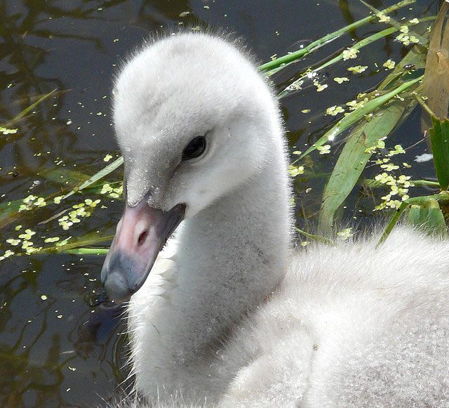 A swan is standing in the water near some bushes.