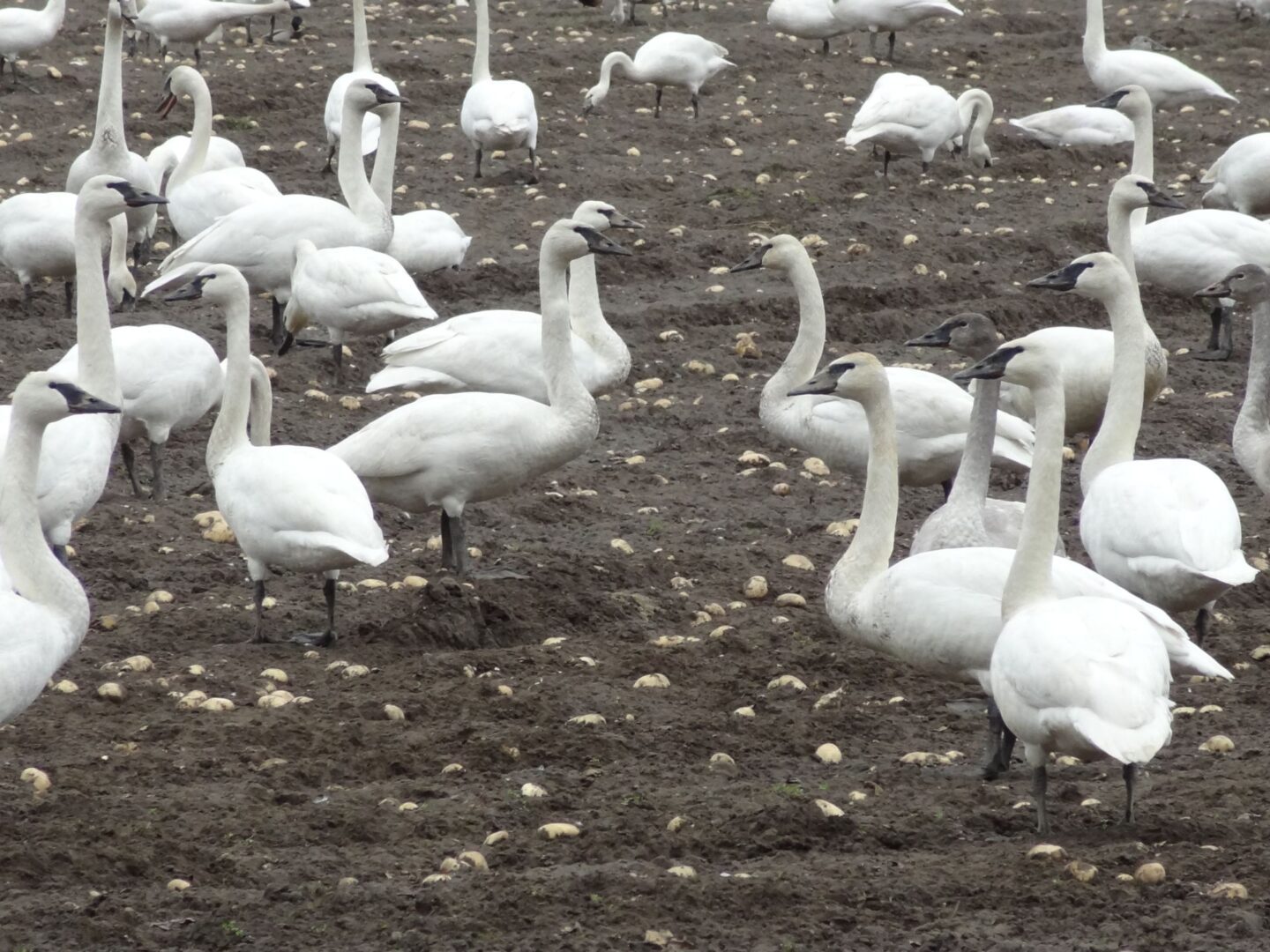 A flock of swans are standing in the dirt.