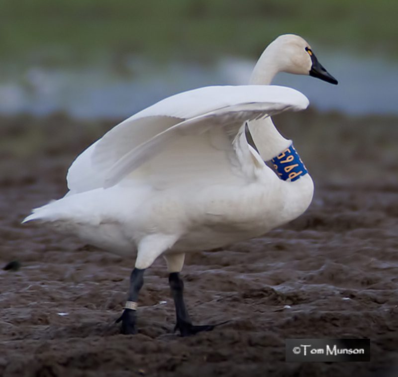 A swan with a blue band around its neck.