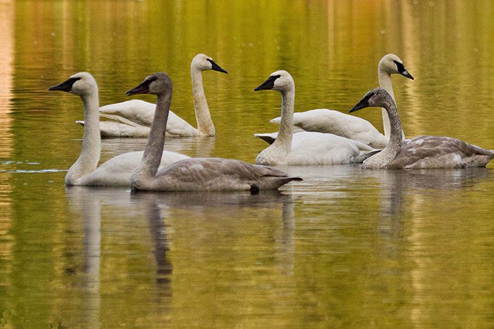 A flock of swans swimming in the water.