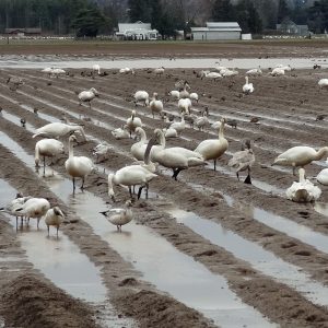 A flock of sheep grazing in an open field.