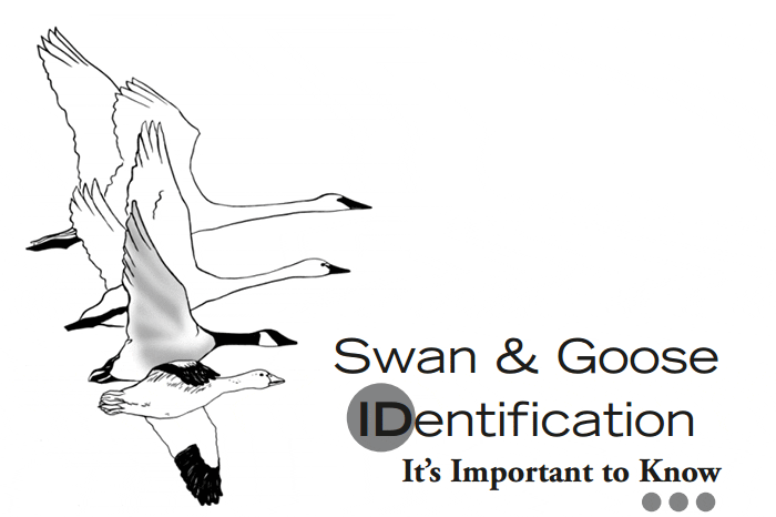 A black and white image of swans with text