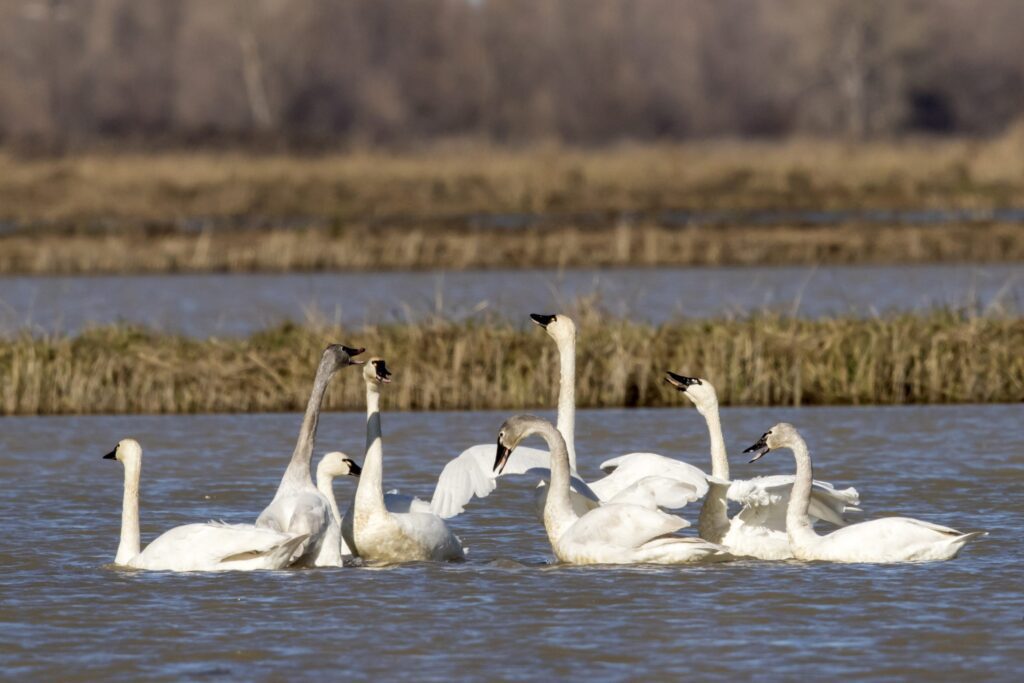 A flock of swans swimming in the water.