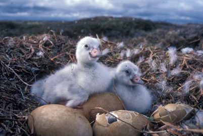 Two baby birds sitting on top of a pile of coconuts.