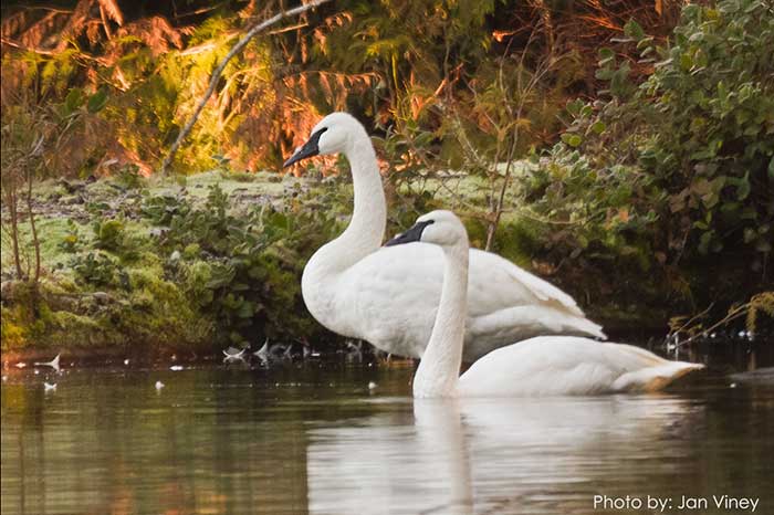 Two swans swimming in a body of water.