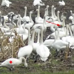 Northwest Swan Conservation Association