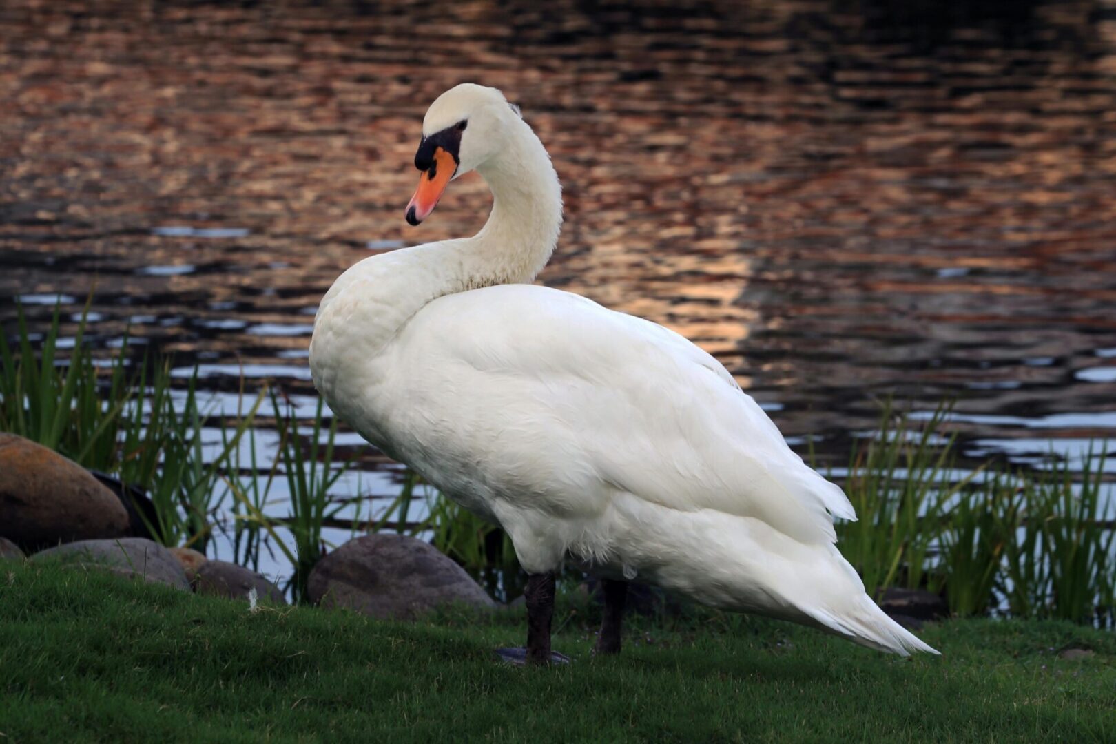 A swan standing on the grass near water.