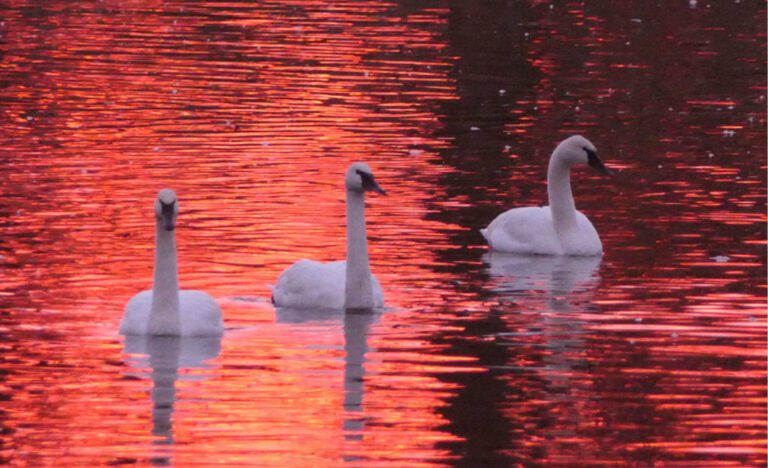 Three swans swimming in a body of water.