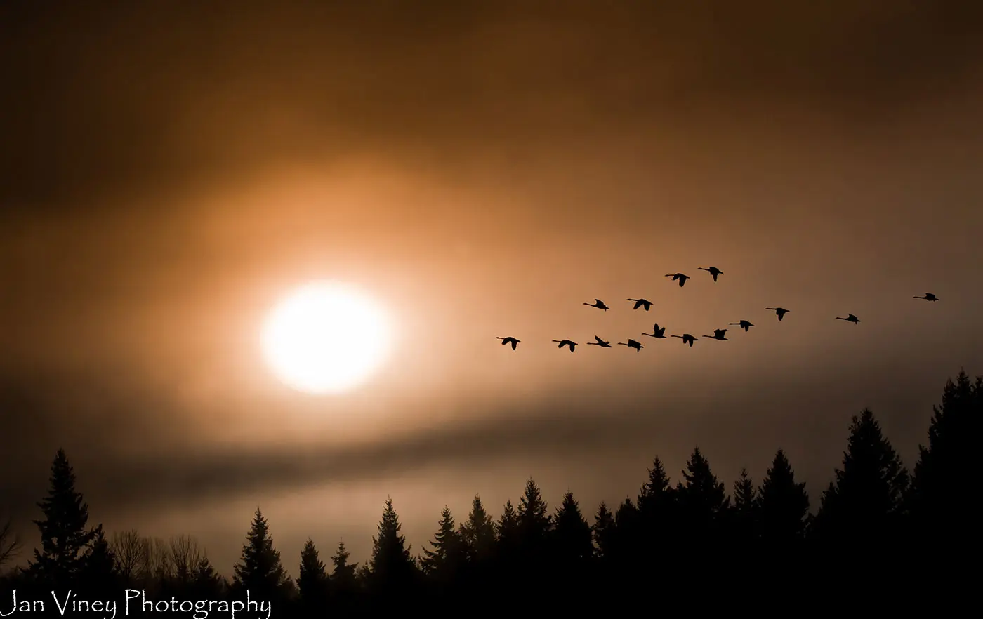 A flock of birds flying over trees at sunset.