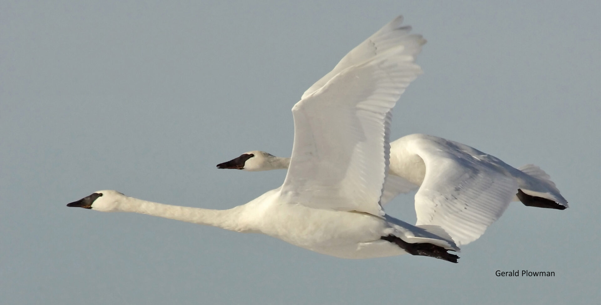 A swan flying in the sky with its wings spread.