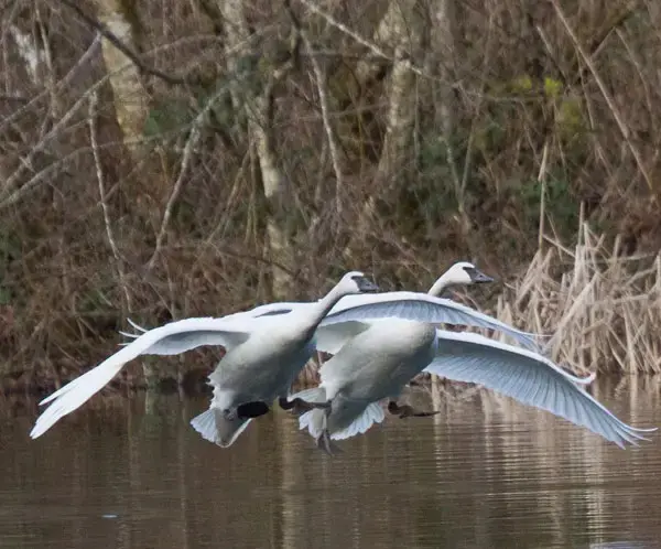 Two birds flying over a body of water.