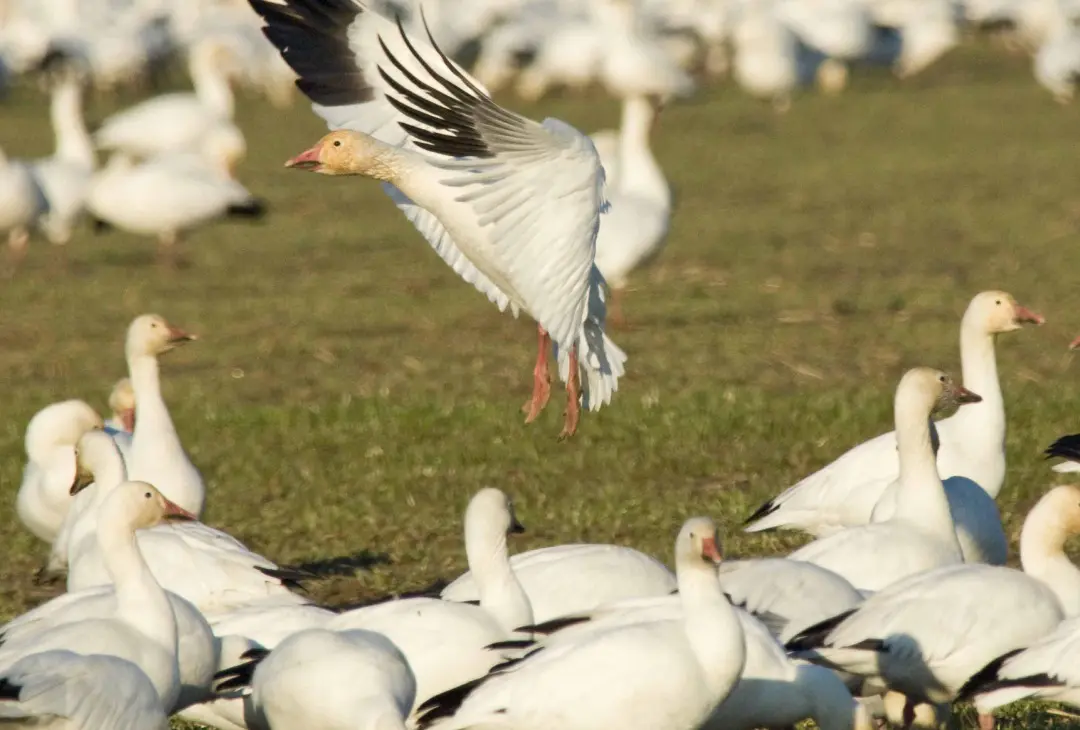 A flock of white geese are standing in the grass.