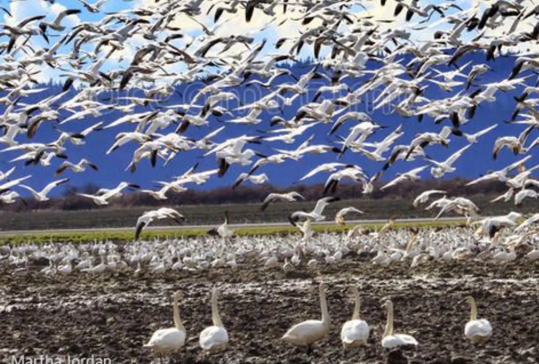 A flock of birds flying over a field.