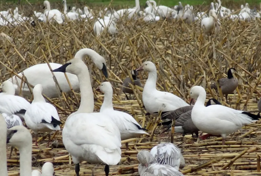 A flock of birds standing on top of dry grass.