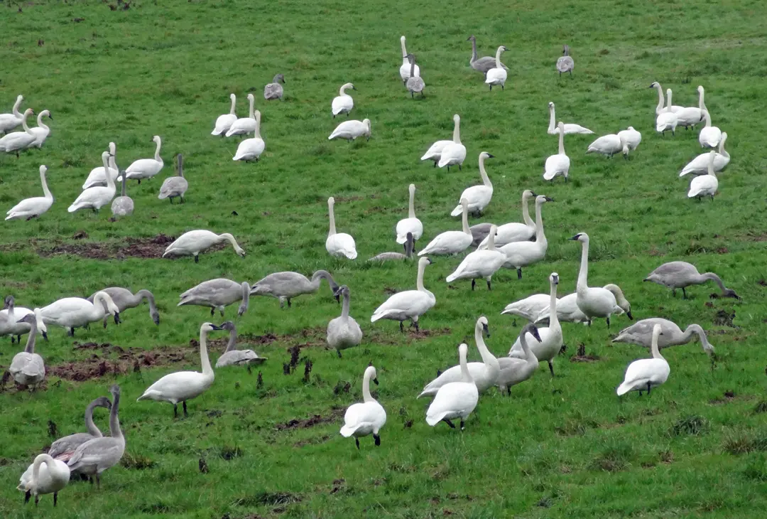 A flock of white geese standing in the grass.