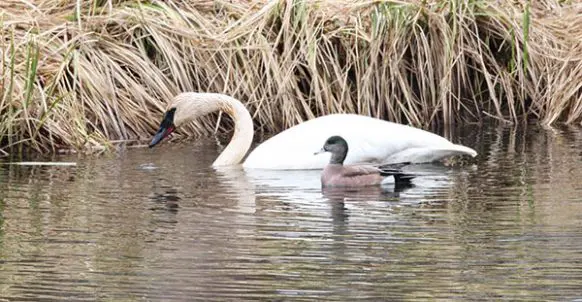 Two swans swimming in a body of water