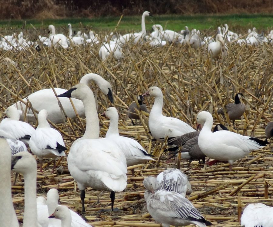 A flock of birds standing on top of a dry grass field.