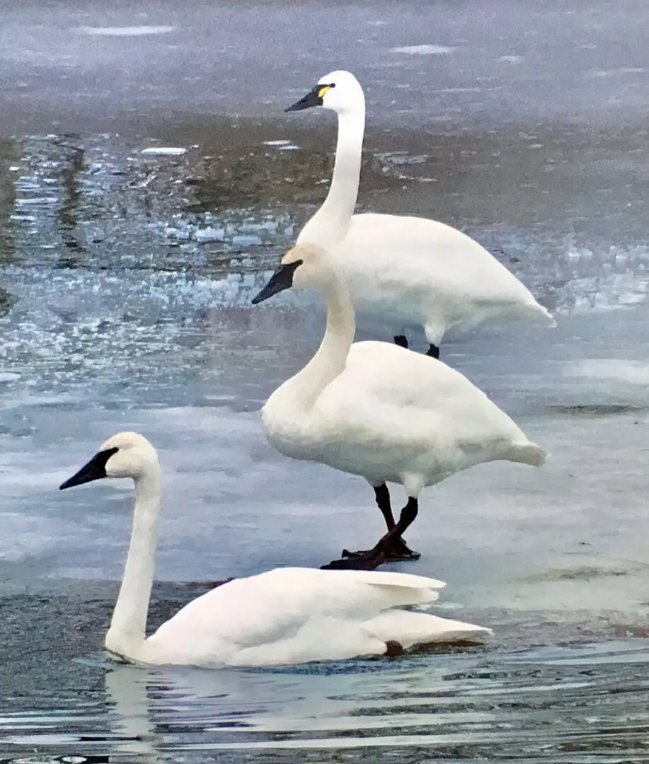 Three swans are swimming in the water.