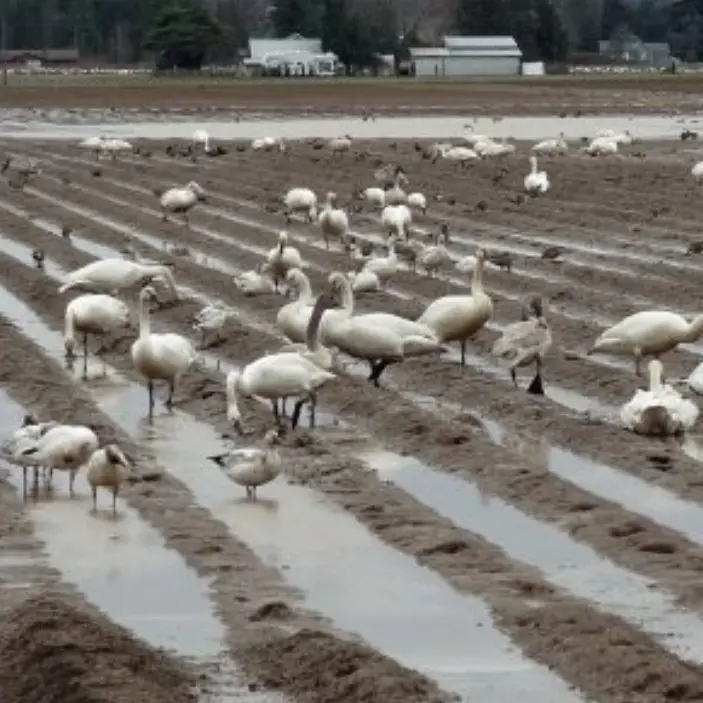 A flock of birds standing in the mud.