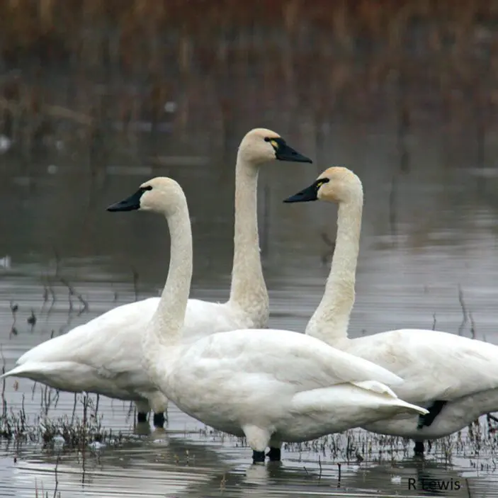 Three swans are swimming in a body of water.