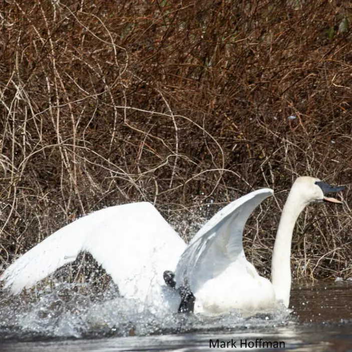 A swan is swimming in the water near some bushes.