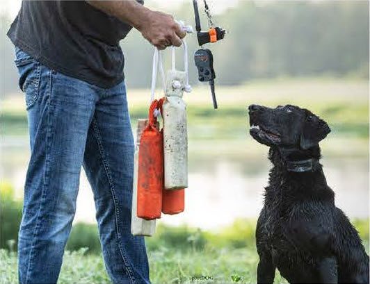 Hunting dog with trainer