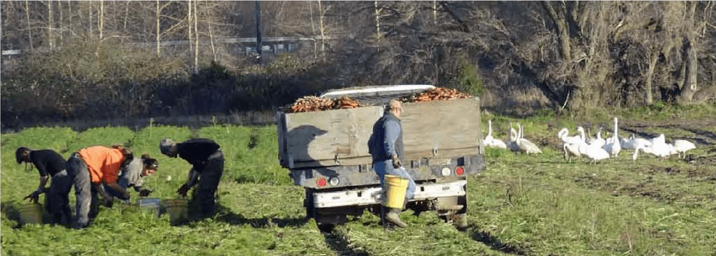 Share croppers harvesting organic carrots with a group of swans in the background