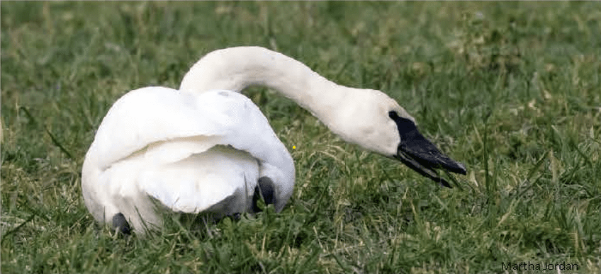 A lone swan laying in a field