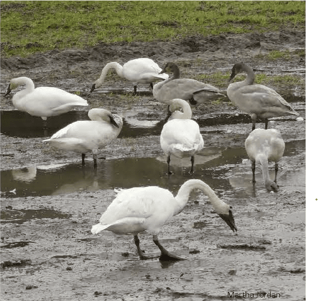 Swans in a muddy, post-harvest potato field